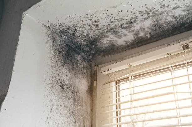 Affordable Mold Cleanup solutions in Gore, VA