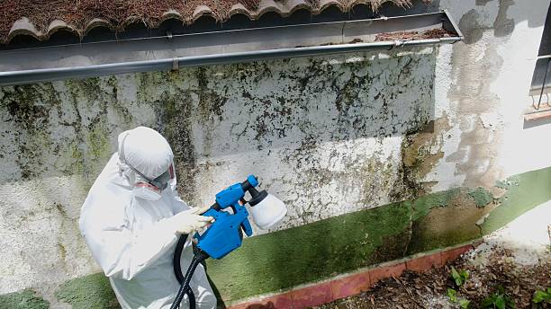 Trusted Black Mold Removal service in Gore, VA - Cheap Mold Removal